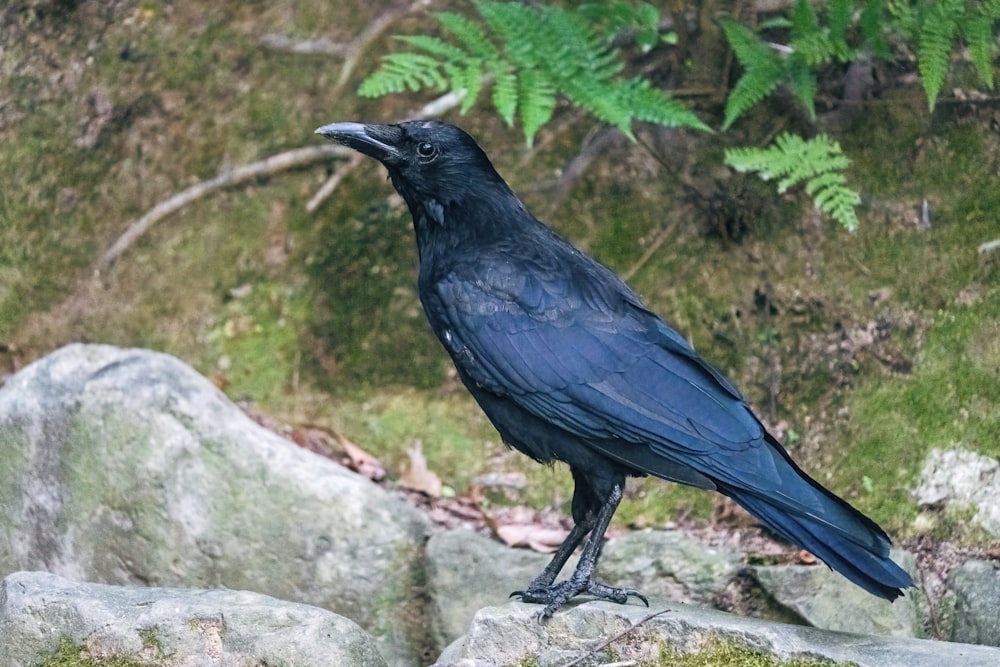 a black bird sitting on top of a rock