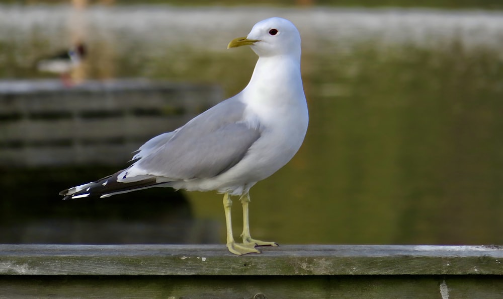 uma gaivota está de pé em um trilho de madeira