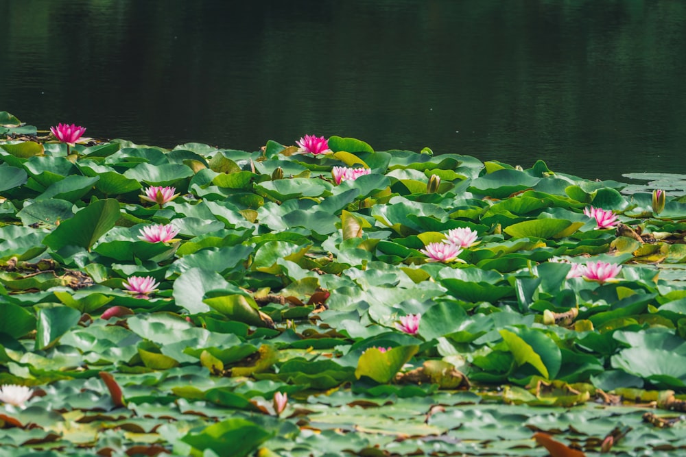 a pond filled with lots of water lilies