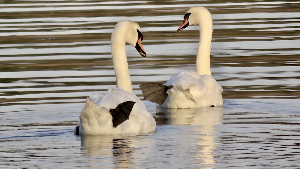 2羽の白鳥が一緒に水中を泳いでいます