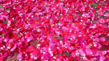 Sensual rose petals scattered across a luxurious bed setting.