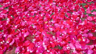 Sensual rose petals scattered across a luxurious bed setting.