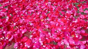 Satin Rojo