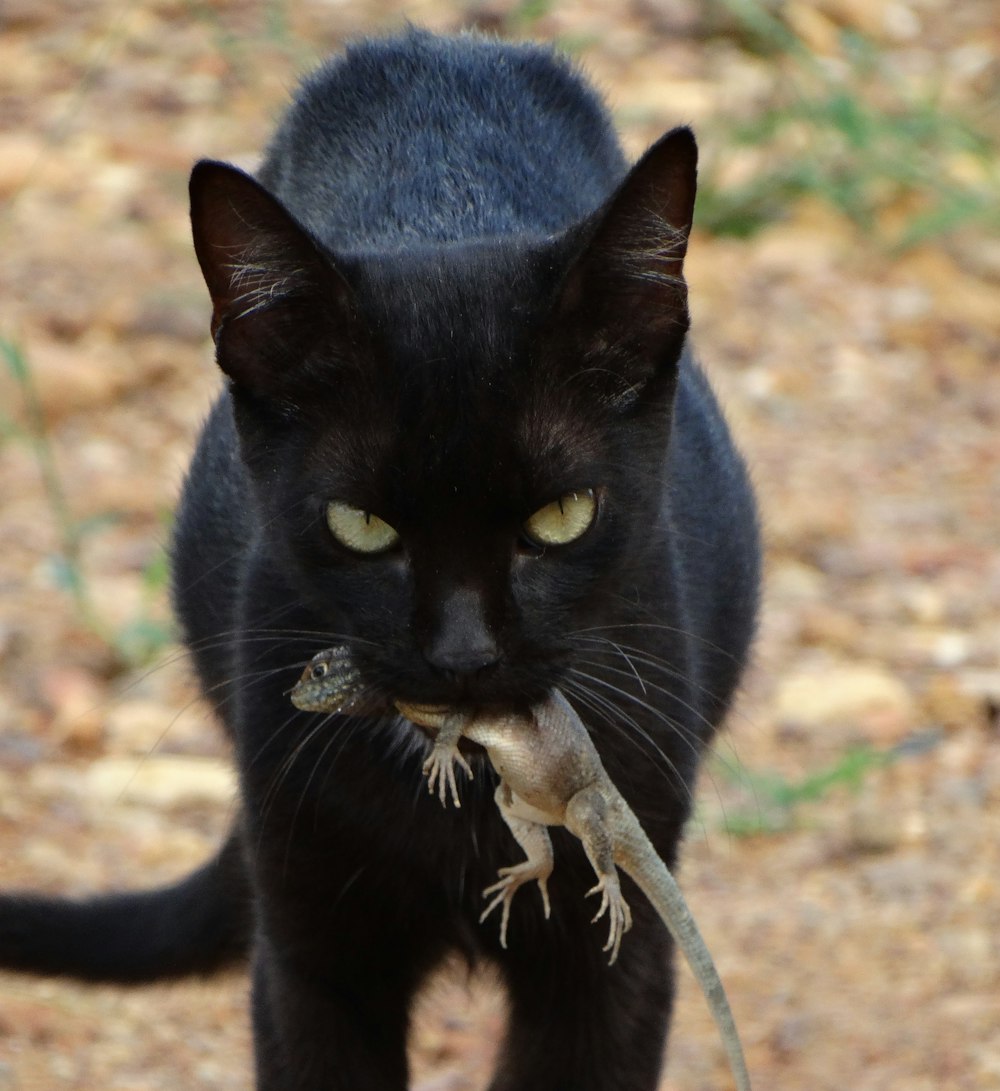 a black cat with a lizard in its mouth