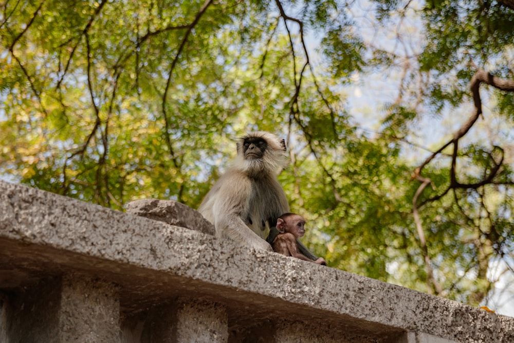 a monkey sitting on top of a cement wall