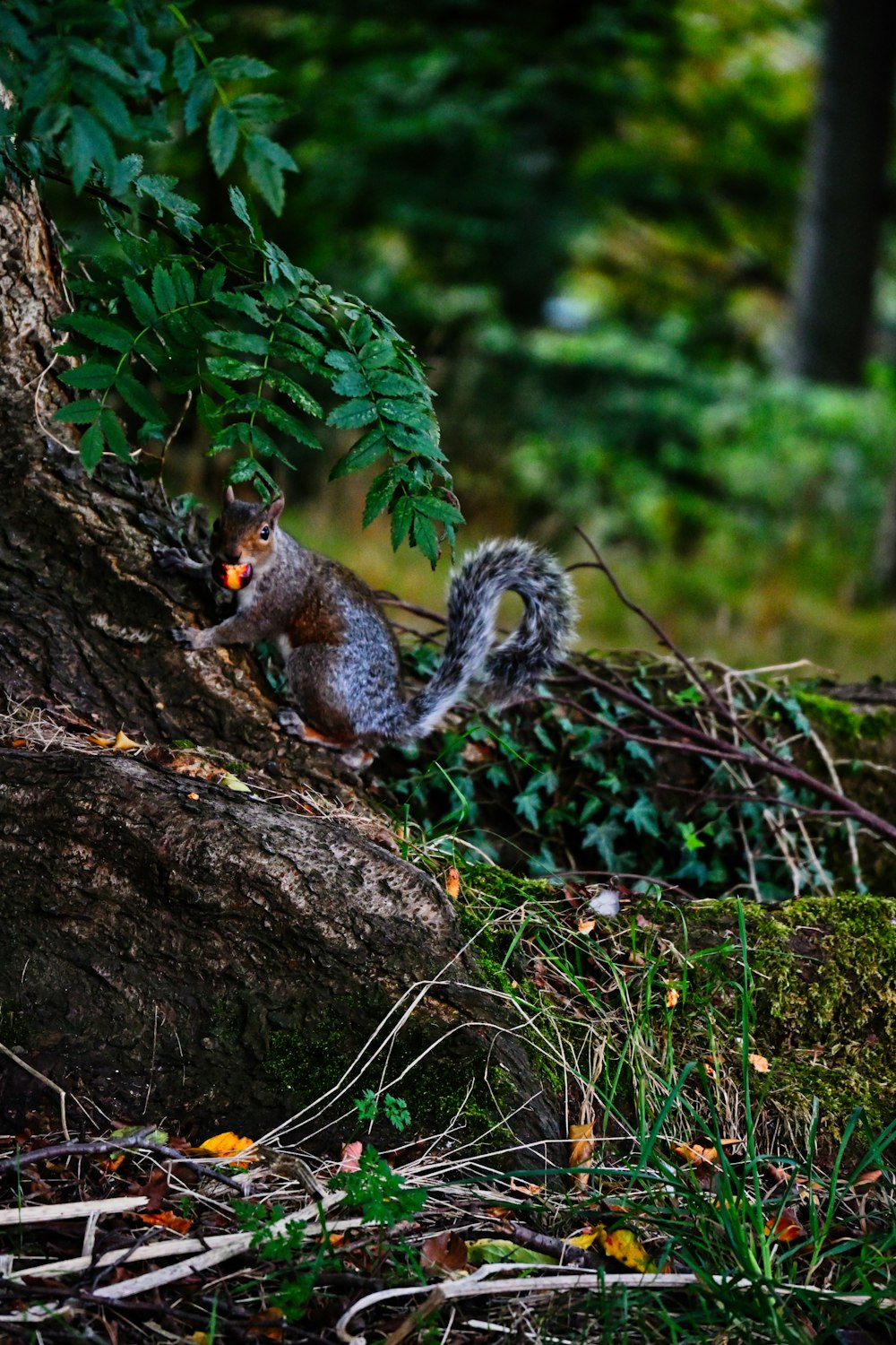 a squirrel eating a piece of food in the woods