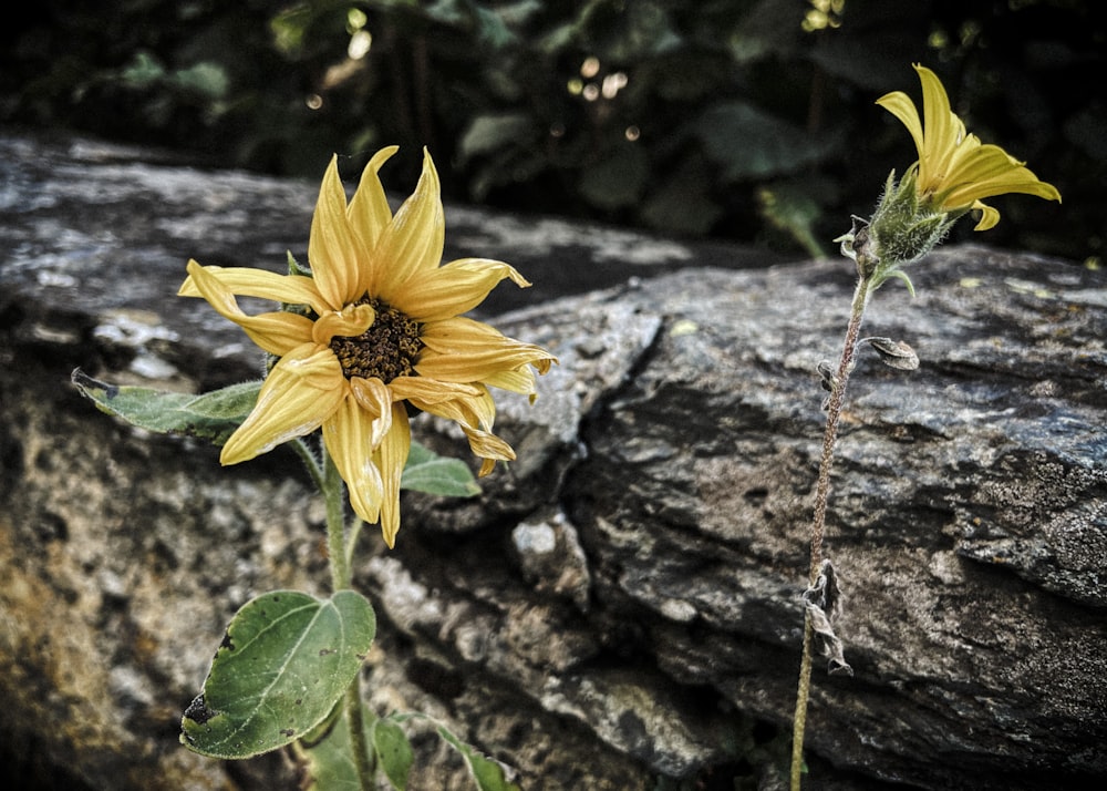 a large sunflower sitting on top of a rock