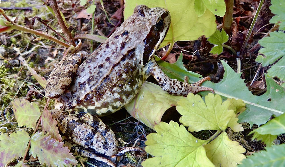 a frog is sitting on the ground among leaves