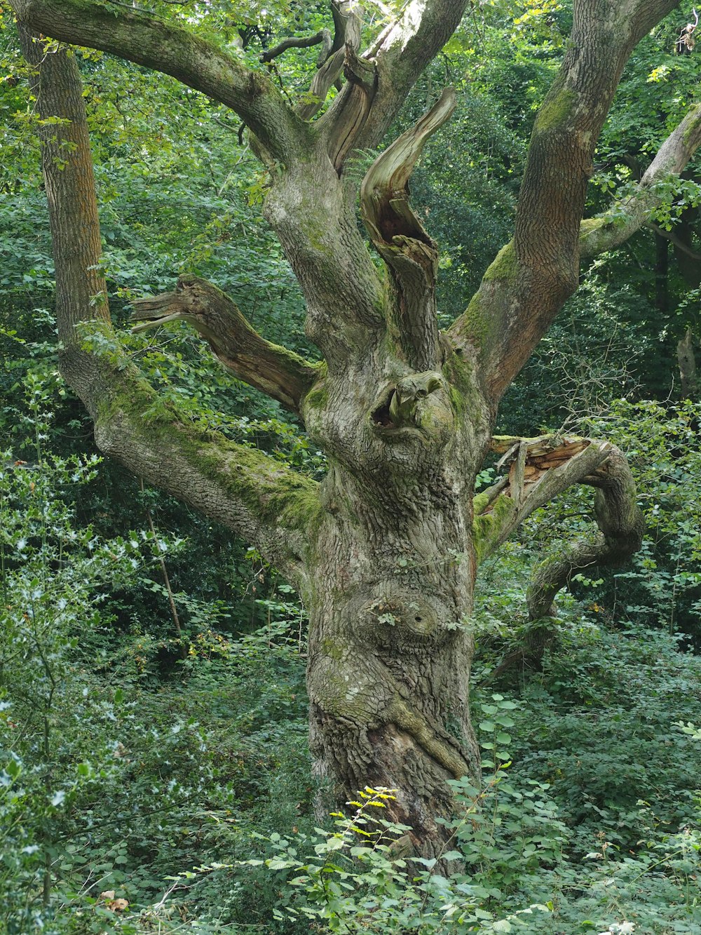 a very old tree in the middle of a forest