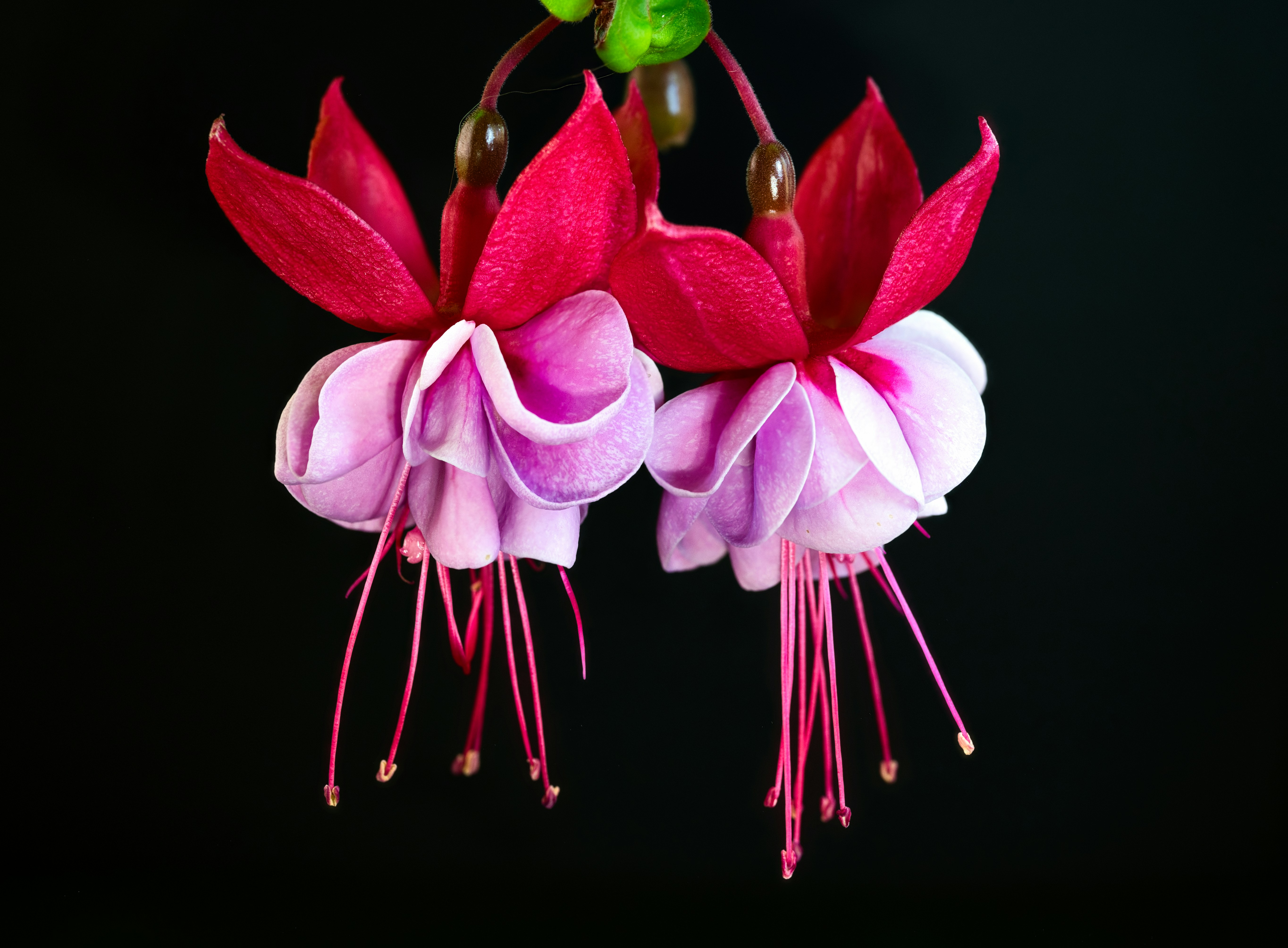 Dos flores rosadas y blancas sobre fondo negro