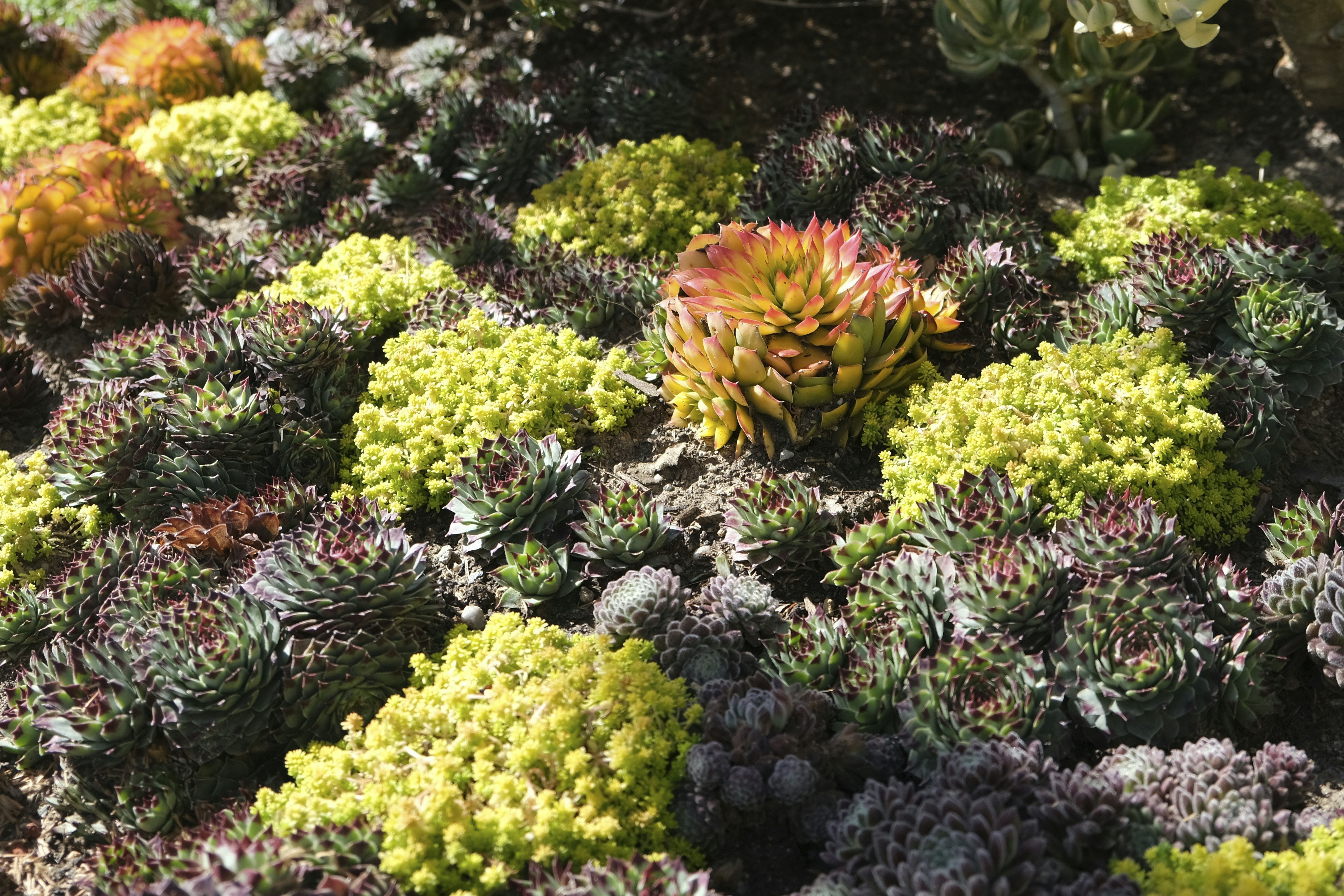 Best Drought Tolerant Ground Cover Plants for Your Garden