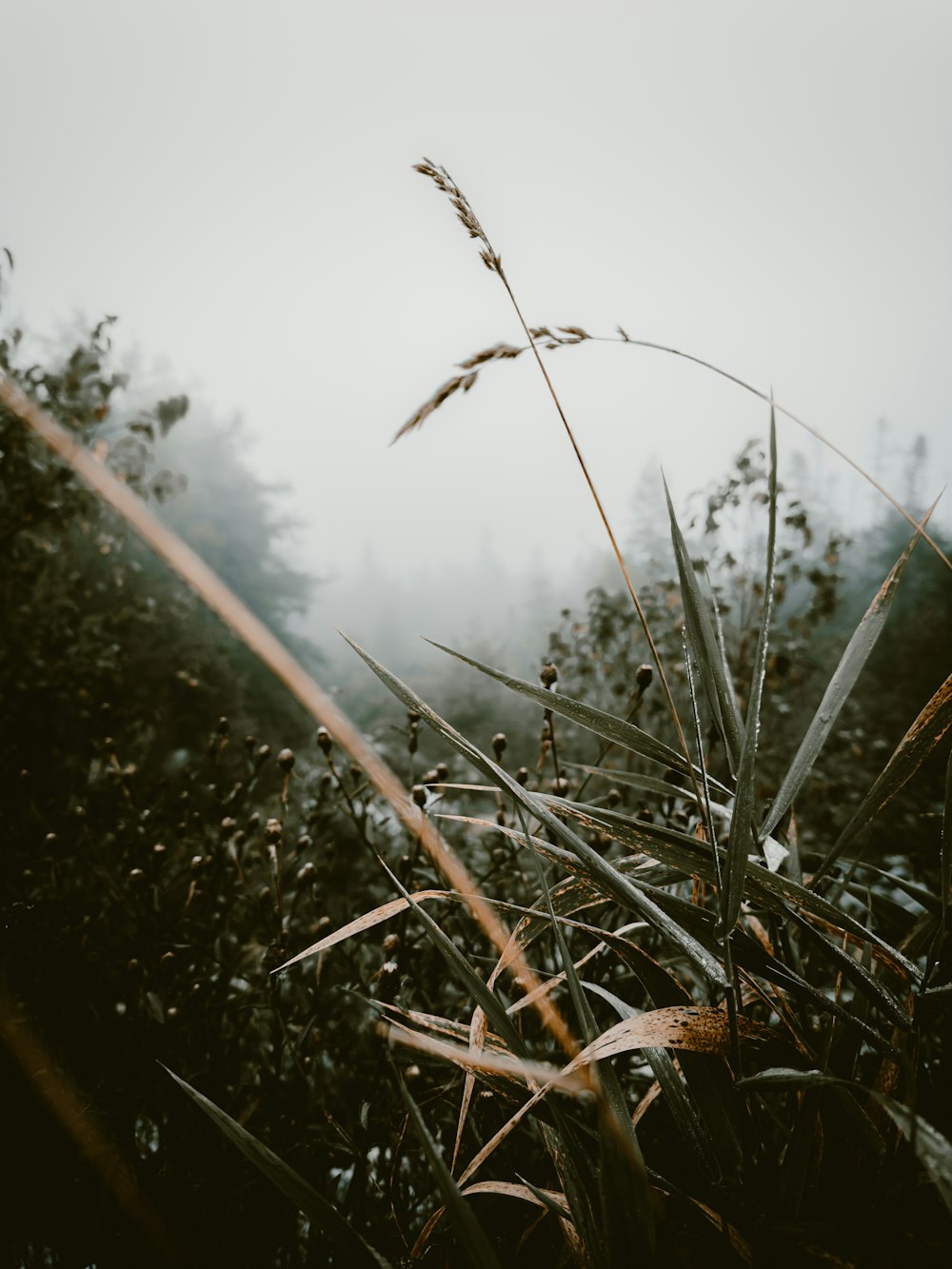a field with tall grass and fog in the background