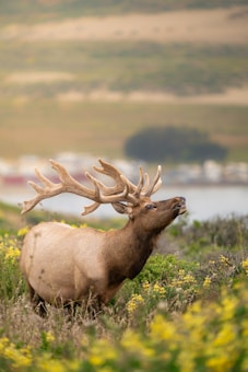 A large elk with impressive antlers stands in a field punctuated by yellow wildflowers. The background features blurred hills and a body of water, creating a serene, natural setting.