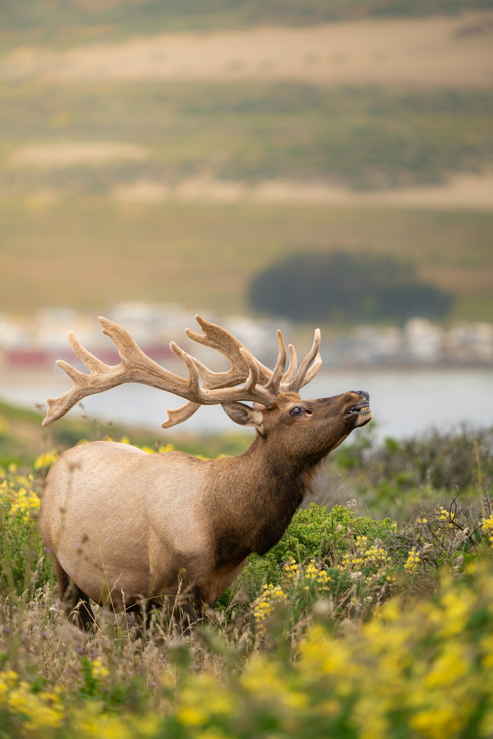 a large elk standing on top of a lush green field