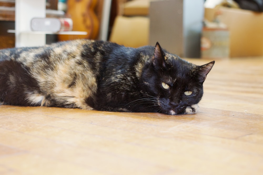 a cat laying on the floor looking at the camera