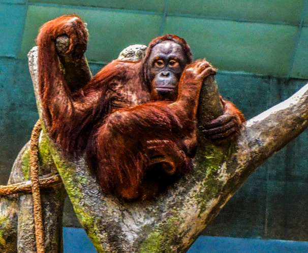 An orangutan is perched on a large, moss-covered tree branch. Its fur is a striking reddish-brown color, and it appears relaxed as it gazes forward. The environment seems to be an enclosure with a backdrop of blue and green tones.