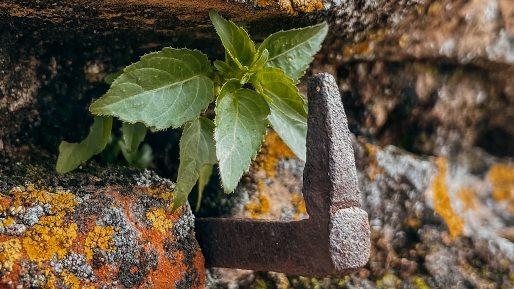 a plant growing out of an old rusty hammer