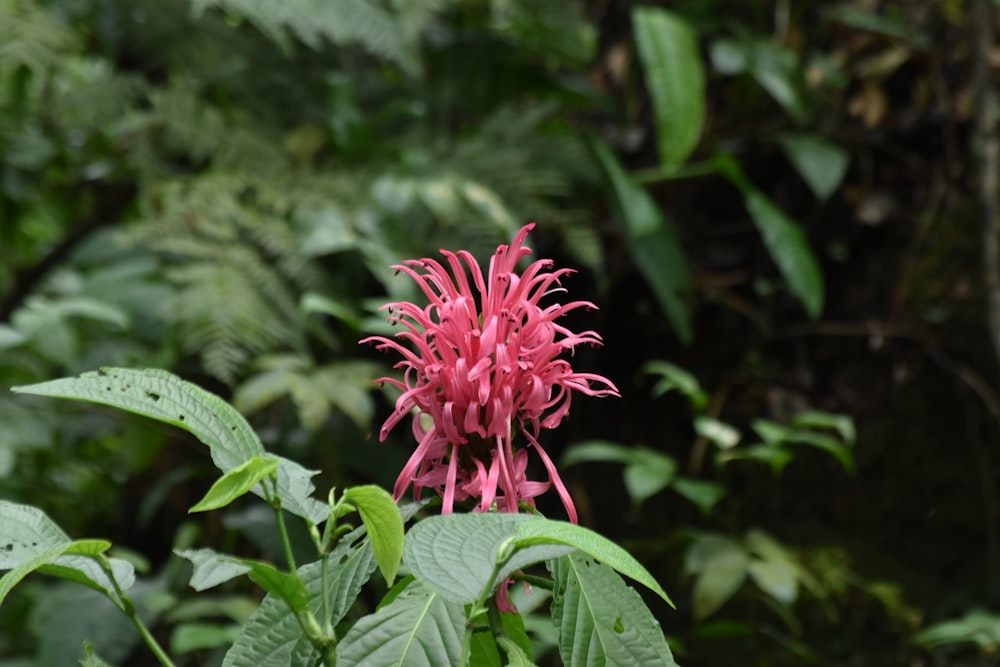 Un fiore rosa nel mezzo di una foresta