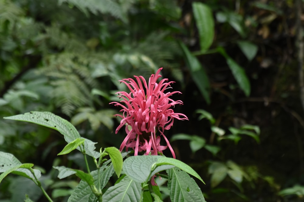 a pink flower in the middle of a forest