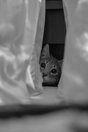 Close-up of Cornelia cat's curious eyes peeking from behind a curtain.