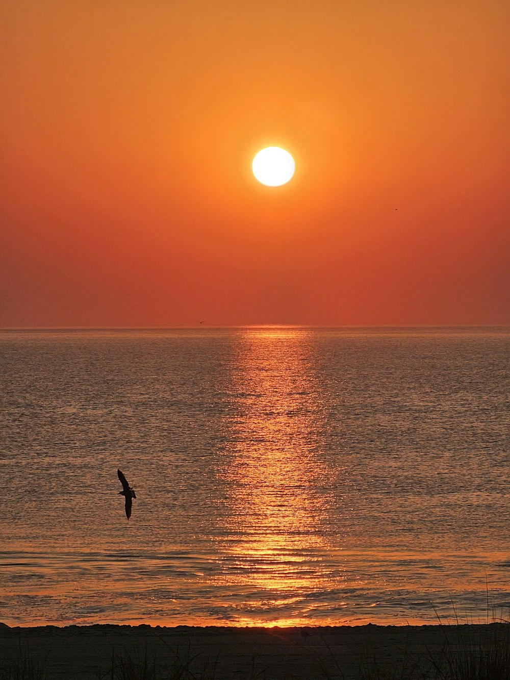 a bird flying over a body of water at sunset