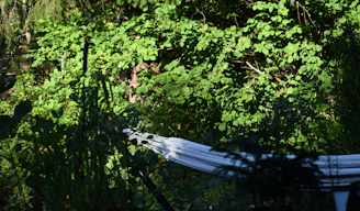 Sunny garden area with hammocks and wooden benches surrounded by greenery.