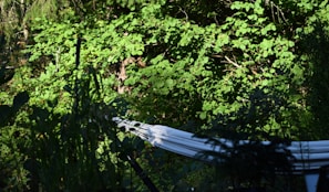 Garden courtyard with hammocks and greenery