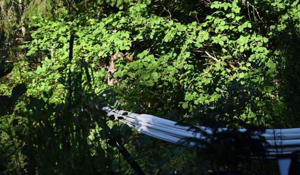 A peaceful garden corner with a hammock hanging between two trees and soft sunlight filtering through.