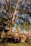 A large tree with sprawling branches provides a backdrop for a table adorned with decorative items. The setup includes an assortment of potted succulents, baskets, and vases filled with pampas grass. Hanging from the tree are various rustic lampshades and decorations. The scene is set outdoors, surrounded by green foliage and grass.