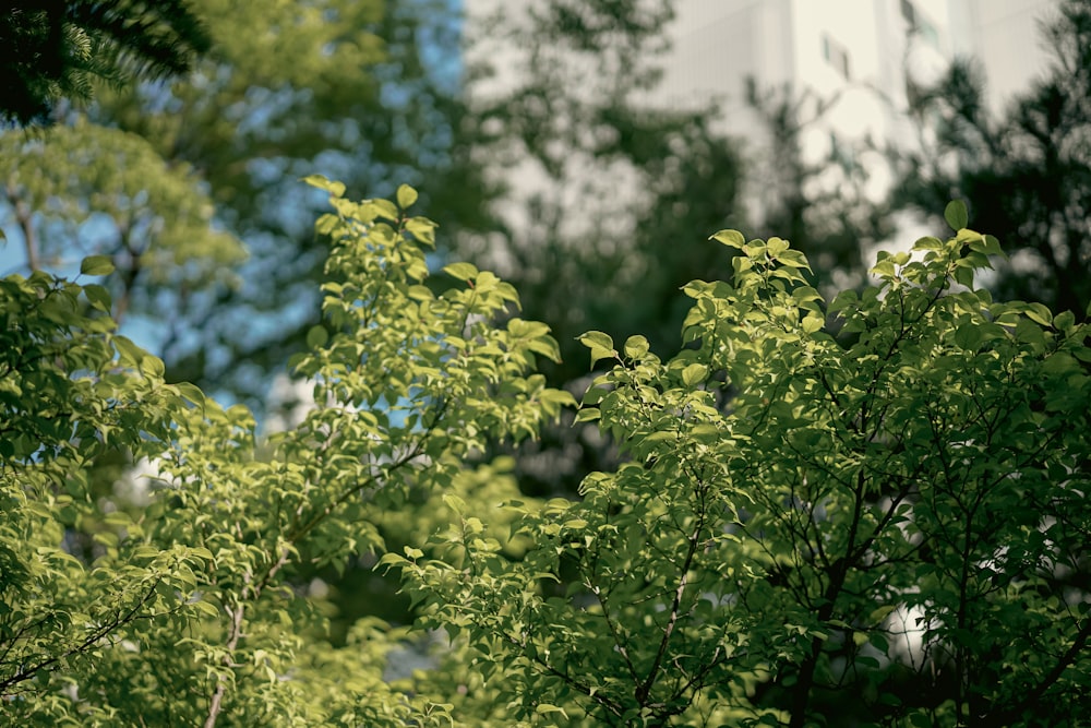 a tree with green leaves in front of a building