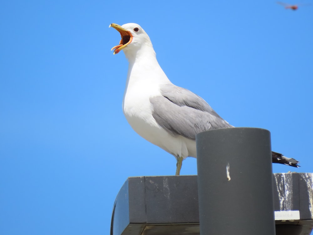 a seagull with its mouth open standing on top of a building