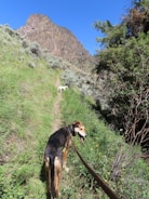 Two happy travelers with their dogs hiking a forest trail