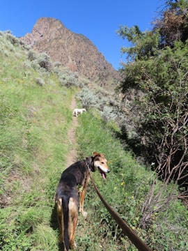 Two happy travelers with their dogs hiking a forest trail