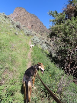 A hiking trail with two dogs, one black and tan in the foreground on a leash and a white one further up the path. The path is surrounded by lush green vegetation and leads towards a large, rocky mountain under a clear blue sky.