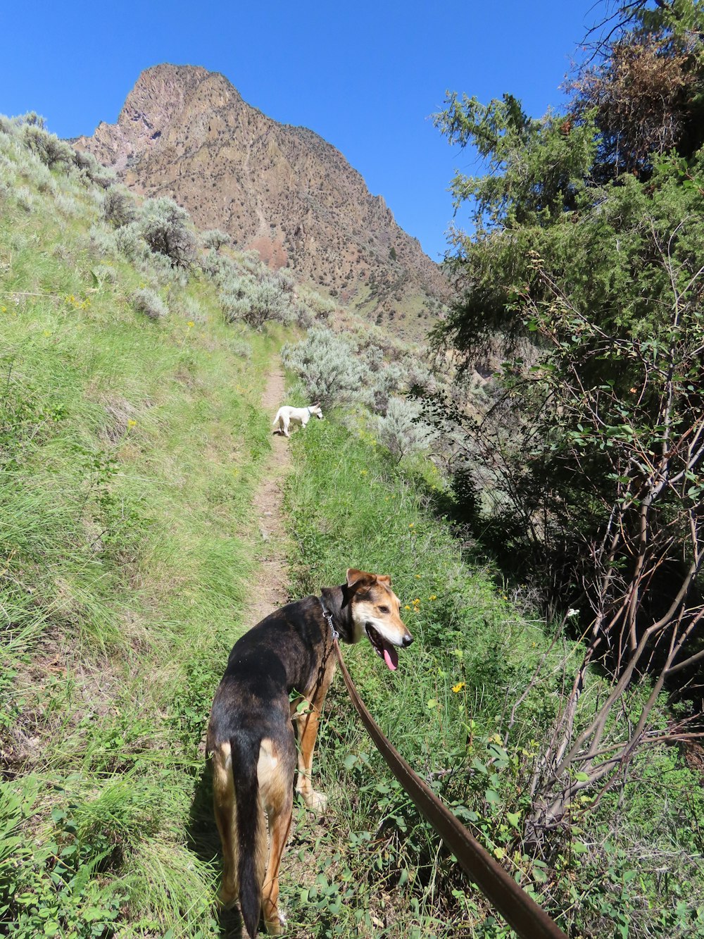 a dog on a trail with a mountain in the background