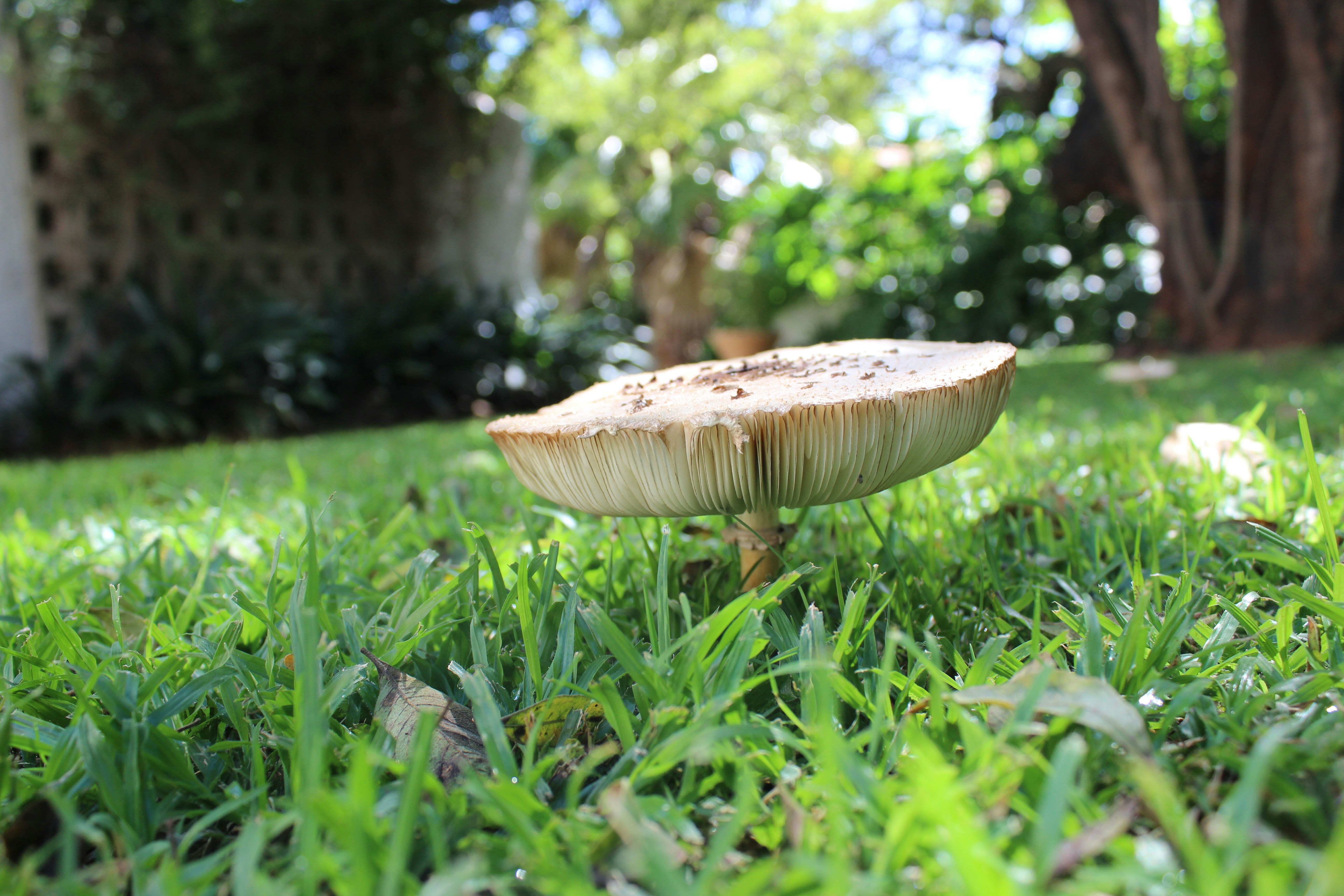 The Frog Pond #9: Fairy Rings (and Circles)