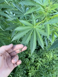 A close-up view of a hand gently holding a leaf of a cannabis plant. The plant's leaves are vibrant green, with a distinctive serrated edge pattern. The background is filled with more green foliage, indicating a dense growth of similar plants.