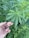 A close-up view of a hand gently holding a leaf of a cannabis plant. The plant's leaves are vibrant green, with a distinctive serrated edge pattern. The background is filled with more green foliage, indicating a dense growth of similar plants.