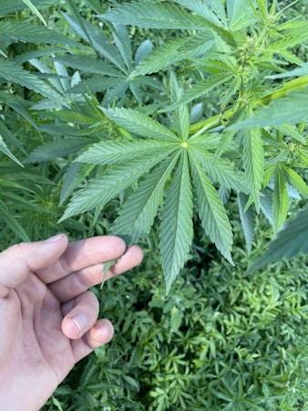 A close-up view of a hand gently holding a leaf of a cannabis plant. The plant's leaves are vibrant green, with a distinctive serrated edge pattern. The background is filled with more green foliage, indicating a dense growth of similar plants.