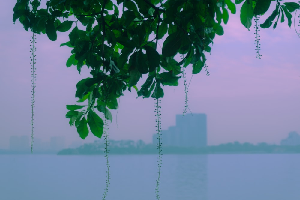 une vue d’un plan d’eau avec un bâtiment en arrière-plan