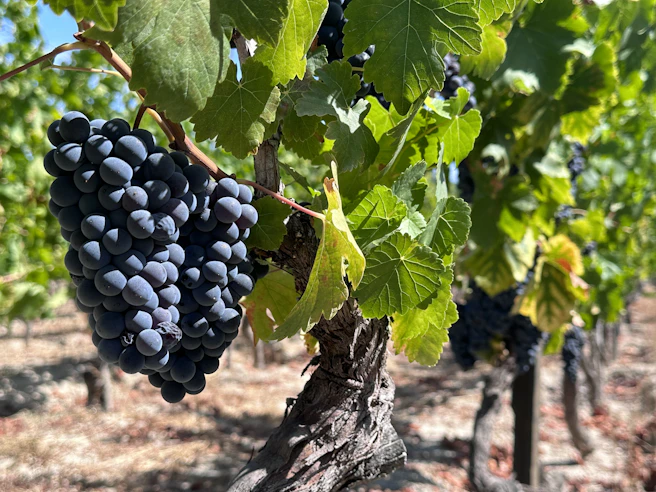 a bunch of grapes hanging from a vine in a vineyard