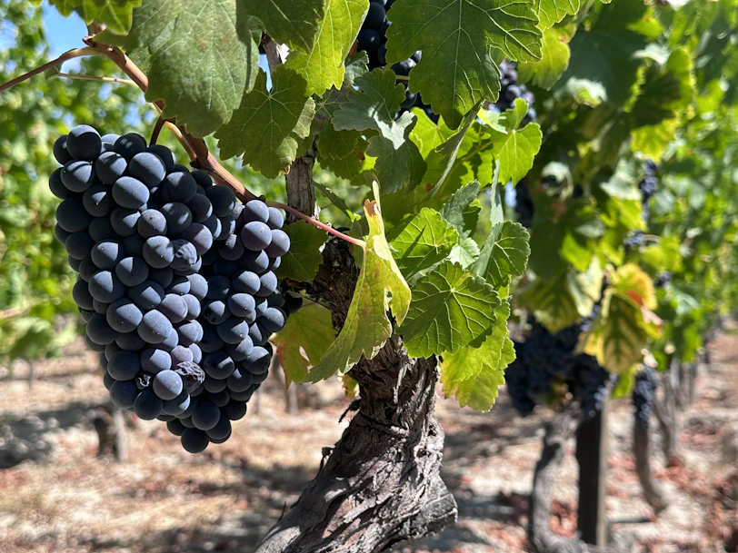 a bunch of grapes hanging from a vine in a vineyard
