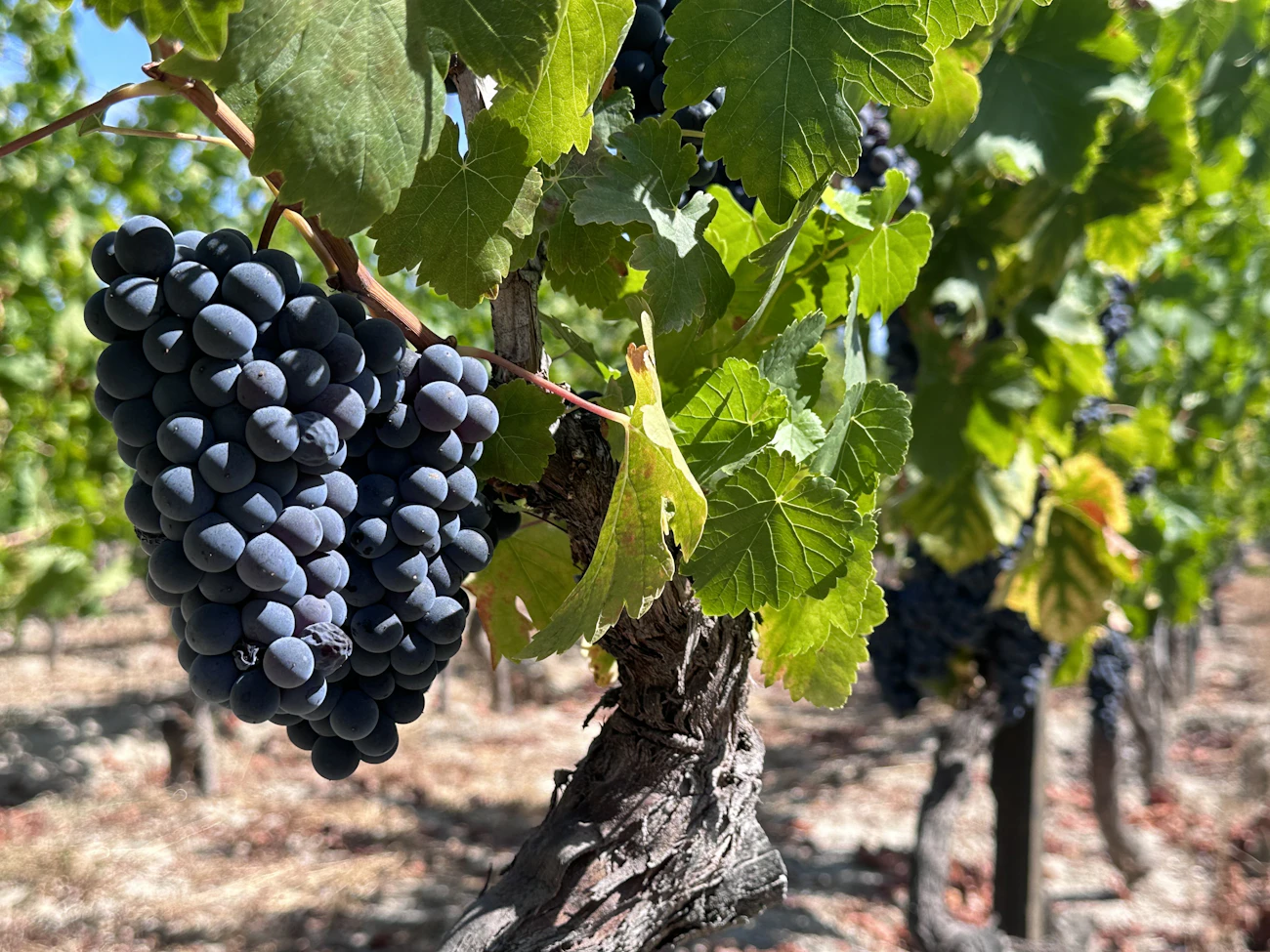 Sun-drenched vineyard grapes