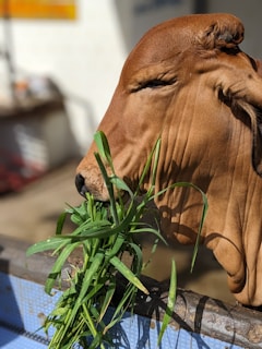 A close-up of a farmer gently feeding a cow.