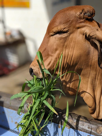 Close-up of a healthy cow grazing on fresh grass with a blurred rural landscape in the background.