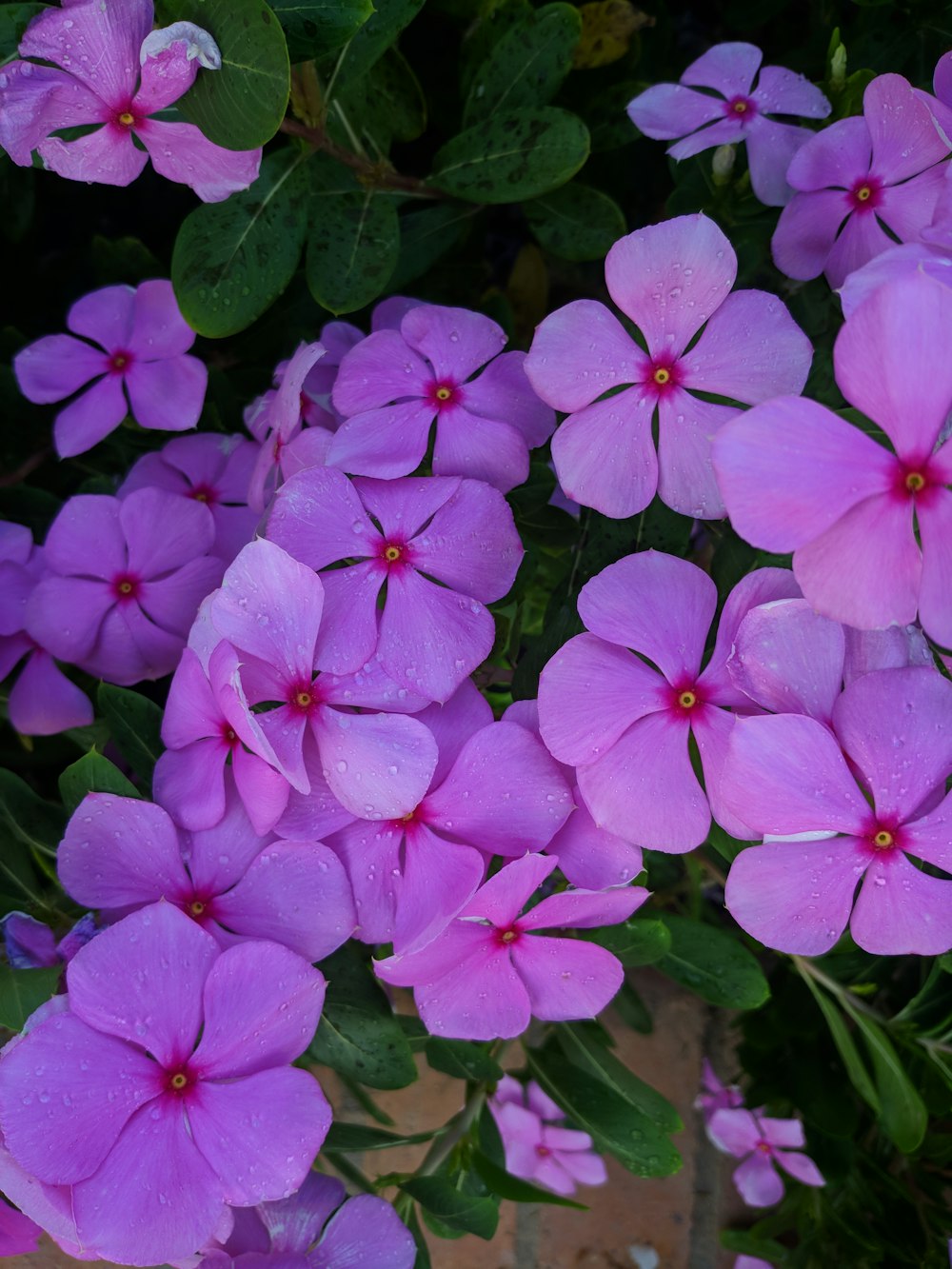 a bunch of purple flowers with green leaves