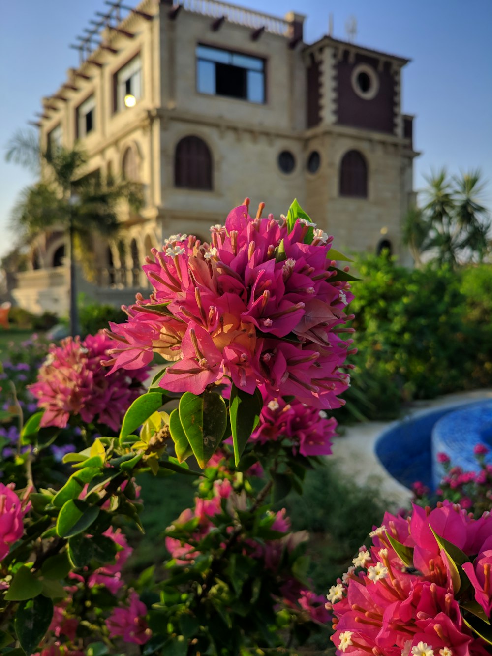 pink flowers in front of a building with a pool