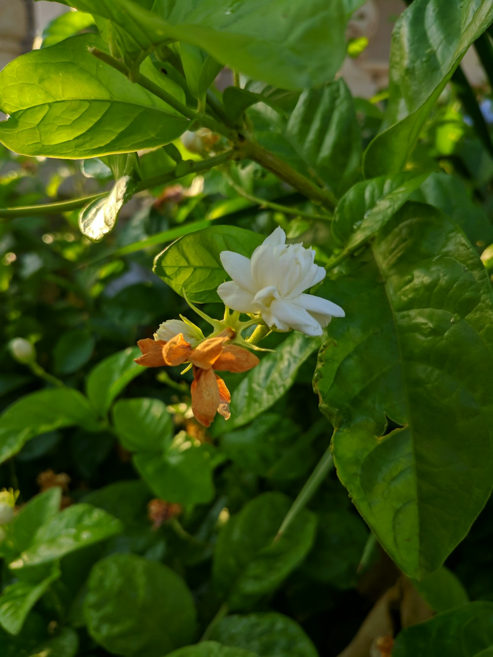 a close up of a flower on a plant