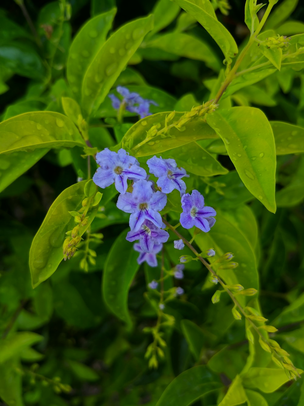 a bunch of blue flowers that are on a bush