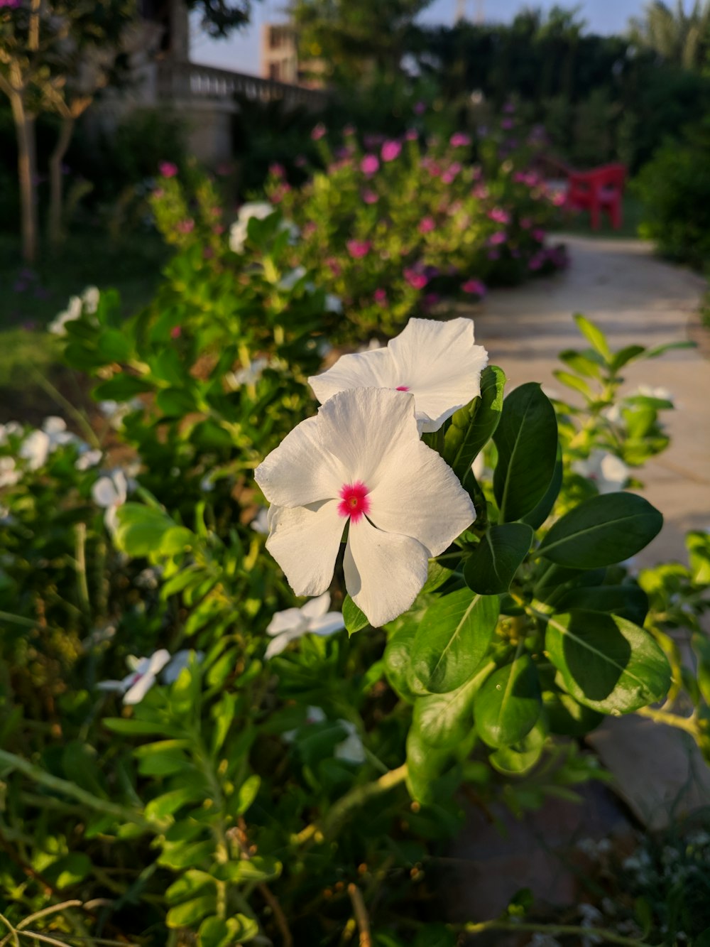 a white flower with a red center in a garden